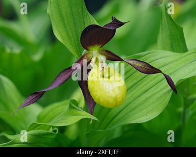 Lady&#39;s Slipper Orchidee (Cypripedium calceolus) britische Exemplare, die als Teil der Sammlung in Kew Gardens, London, England, UK, Mai - Focus Stacked aufbewahrt werden Stockfoto