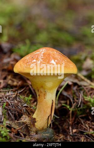 Larch Bolete Pilus (Suillus grevillei) Junges Exemplar, das unter Lärchenbäumen wächst, Buckinghamshire, England, Vereinigtes Königreich - Focus Stacked Stockfoto