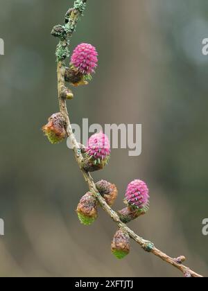 Europäische Lärche (Larix decidua) männliche und weibliche Blüten auf demselben Zweig ein gutes Beispiel für einen eineiigen Baum, Hertfordshire, England, Großbritannien, April - Focus Stacked Stockfoto