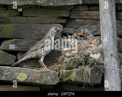 Misteldrossel (Turdus viscivorus), die Jungtiere am Nest füttert, Upper Teesdale, Co Durham, England, Vereinigtes Königreich, Juni Stockfoto