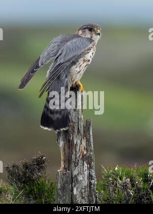 Merlin (Falco columbarius) männlich auf kleinem Pfosten, Upper Teesdale, Co Durham, England, Vereinigtes Königreich, Juni Stockfoto