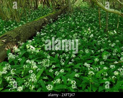 Wilder Knoblauch / Ramsons (Allium ursinum) Massenblüte im Hochwald, Suffolk, England, Großbritannien, Mai Stockfoto