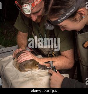 Platypusforscher halten einen Platypus (Ornithorhynchus anatinus), während der Feldassistent die Länge der Scholle misst. Es wurde im Rahmen einer Wasserstudie in Melbourne erfasst, um die lokale Bevölkerung zu überwachen. Chum Creek, Healsville, Victoria, Australien. Mai 2017. Modell veröffentlicht. Stockfoto