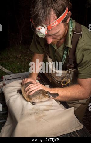 Platypus-Forscher halten einen Platypus (Ornithorhynchus anatinus), der im Rahmen einer Wasserstudie in Melbourne gefangen wurde, um die lokale Bevölkerung zu überwachen. Chum Creek, Healsville, Victoria, Australien. Mai 2017. Modell freigegeben. Stockfoto