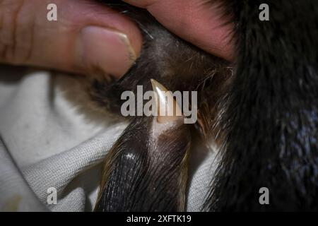 Hinterer linker Knöchel eines männlichen Platypus (Ornithorhynchus anatinus) mit Giftsporn. Healsville, Victoria, Australien. Etwa 15 Minuten früher im Rahmen einer formellen Populationsbeobachtungsforschung gesammelt. März 2018. Stockfoto