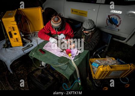 Zwei Forscher untersuchen einen betäubten Platypus (Ornithorhynchus anatinus) und beginnen, einen temporären Funktransponder an seinen Schwanz zu kleben. Snowy River Banks, Dalgety, NSW, Australien. September 2017. Modell freigegeben. Stockfoto