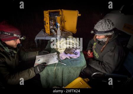 Freiwillige Feldassistentin, die Daten eines narkotisierten Platypus (Ornithorhynchus anatinus) aufzeichnet, sobald er sich von der Narkose erholt. Es wurde betäubt, damit ein temporärer Funktransponder an ITS geklebt werden konnte, sodass Forscher ITS verfolgen konnten Stockfoto