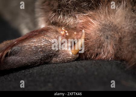 Hinterer linker Knöchel eines männlichen Platypus (Ornithorhynchus anatinus) mit giftigem Sporn und Zecken (Ixodes ornithothynchi). Dartmouth, Victoria, Australien. Mai 2018. Stockfoto