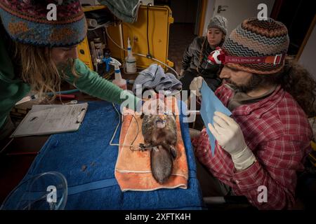 Der anästhesisierte Platypus (Ornithorhynchus anatinus) wird für einen Radiotransponder vorbereitet, der in einem Operationssaal in Dartmouth, Victoria, Australien, chirurgisch implantiert wird. Mai 2018. Modell freigegeben. Stockfoto