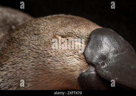 Geschlossenes Auge und Schnabeloberseite eines Platypus (Ornithorhynchus anatinus). Darmouth, Victoria, Australien. Mai. Stockfoto