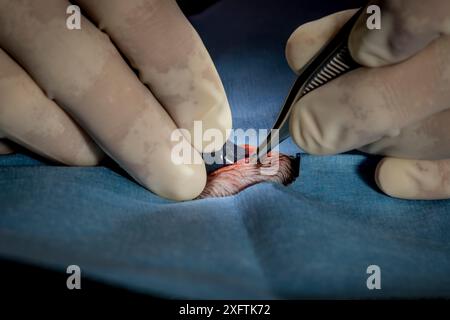 Platypus (Ornithorhynchus anatinus) bei operativer Implantation des Radiotransponders Dartmouth, Victoria, Australien. Mai 2018. Modellversion. Stockfoto