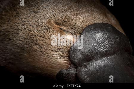 Geschlossenes Auge und oberer Bildrand eines Platypus (Ornithorhynchus anatinus), aufgenommen unter kontrollierten Bedingungen - Platypus im Feld als Teil der Forschung narkotisiert. Darmouth, Victoria, Australien. Mai 2018. Stockfoto