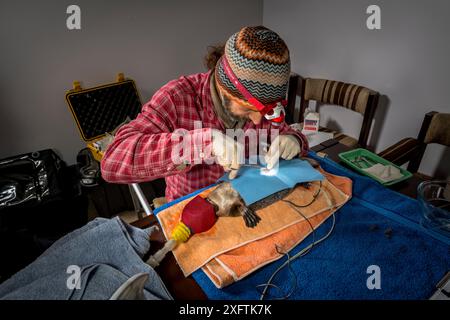 Wissenschaftler bei der chirurgischen Implantation von Platypus (Ornithorhynchus anatinus) mit Radiotransponder. Dartmouth, Victoria, Australien. Mai 2018. Modell freigegeben. Stockfoto