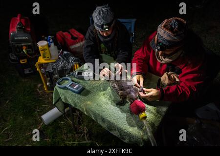 Zwei Forscher untersuchen einen narkotisierten Platypus (Ornithorhynchus anatinus) und beginnen, einen temporären Radiotransponder an seinen Schwanz zu kleben, sodass die Forscher seine Bewegungen verfolgen können. Snowy River Banks, Dalgety, NSW, Australien. September 2017. Modell freigegeben. Stockfoto