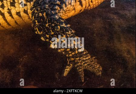 Kubanischer Krokodil (Crocodylus rhombifer) Arm fotografiert in einer Cenote, CiÃ Nationalpark Zapata. Kuba, bedrohte Tierarten. Stockfoto