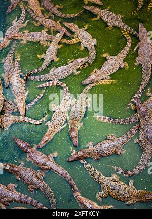 Kubanische Krokodile (Crocodylus rhombifer), fotografiert auf einer Krokodilfarm, die Fidel Castro in den 1960&#39;s im Cienaga de Zapata Nationalpark gegründet hat, um die Art zu retten. Kuba. Bedrohte Tierarten. Unverlierbar. Stockfoto