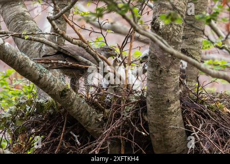 Goschawk (Accipiter gentilis) Weibchen, das seine beiden Küken im Nest auf alten Buchenwald (Fagus sylvatica), Abruzzen, Latium und Molise Nationalpark / Parco Nazionale d&#39; Abruzzen, Lazio e Molise UNESCO-Weltkulturerbe, Italien. Juni Stockfoto