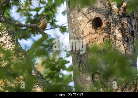 Nesternest (Sitta europaea) im alten Buchenwald (Fagus sylvatica). Abruzzen, Latium und Molise Nationalpark / Parco Nazionale d&#39;Abruzzen, Latium e Molise UNESCO-Weltkulturerbe, Italien. Juni 2017 Stockfoto