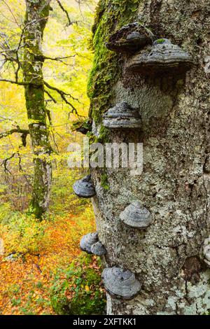 Herbstfarben und alte Buche (Fagus sylvatica) mit Tinderpilz (Fomes sp.) Wächst auf seinem Stamm im alten Buchenwald Coppo del Principe. Abruzzen, Latium und Molise Nationalpark / Parco Nazionale d&#39;Abruzzen, Latium und Molise UNESCO-Weltkulturerbe Pescasseroli, Italien. Oktober Stockfoto