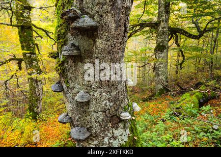 Herbstfarben und alte Buche (Fagus sylvatica) mit Tinderpilz (Fomes sp.) Wächst auf seinem Stamm im alten Buchenwald Coppo del Principe. Abruzzen, Latium und Molise Nationalpark / Parco Nazionale d&#39;Abruzzen, Latium und Molise UNESCO-Weltkulturerbe Pescasseroli, Italien. Oktober Stockfoto