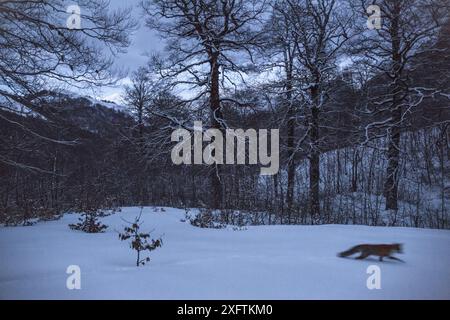 Rotfuchs (Vulpes vulpes), der sich in der Dämmerung in Coppo del Principe im Winter in einem alten Buchenwald (Fagus sylvatica) bewegt. Abruzzen, Latium und Molise Nationalpark / Parco Nazionale d&#39;Abruzzen, Latium und Molise UNESCO-Weltkulturerbe Pescasseroli, Italien. März. Stockfoto