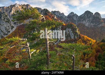 Herbstfarben in den Bergen von Camosciara, wo der Wald der Schwarzkiefer (Pinus nigra) auf den alten Buchenwald der Cacciagrande (Fagus sylvatica) trifft. Abruzzen, Latium und Molise Nationalpark / Parco Nazionale d&#39;Abruzzen, Latium und Molise UNESCO-Weltkulturerbe OPI, Italien. November 2017 Stockfoto