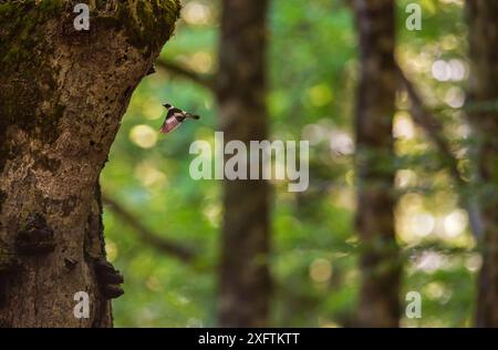 Fliegenfänger mit Kragen (Ficedula albicollis) männliche Flugschau vor Jahrhunderten alten Buchen (Fagus sylvatica). Abruzzen, Latium und Molise Nationalpark / Parco Nazionale d&#39;Abruzzen, Latium und Molise UNESCO-Weltkulturerbe Italien. Mai. Stockfoto