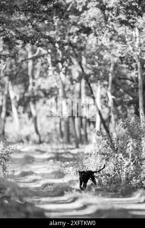 Ein melanistischer Leopard (Panthera pardus) auf Waldweg, Kabini Forest, Karnataka, Indien. Schwarzweiß. NUR REDAKTIONELLE VERWENDUNG. Bei allen anderen Anwendungen ist ein Abstand erforderlich Stockfoto