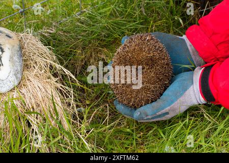 Igel (Erinaceus europaeas), der in einer Falle gefangen wurde, um zu verhindern, dass er vor den kleinen Seebären und anderen Bodenbrütern in einem Machair-Habitat vorkommt. Dieses schwangere Weibchen wird auf das schottische Festland verlegt. Uist, Äußere Hebriden, Schottland, Großbritannien. Juni. Stockfoto