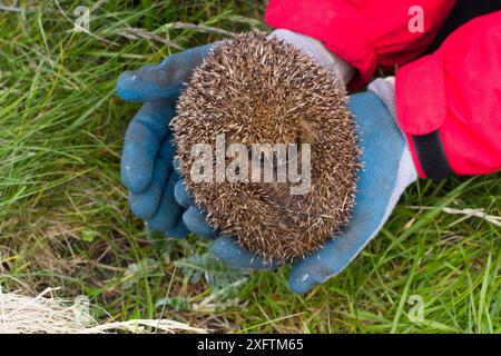 Igel (Erinaceus europaeas), der in einer Falle gefangen wurde, um zu verhindern, dass er vor den kleinen Seebären und anderen Bodenbrütern in einem Machair-Habitat vorkommt. Dieses schwangere Weibchen wird auf das schottische Festland verlegt. Uist, Äußere Hebriden, Schottland, Großbritannien. Juni. Stockfoto