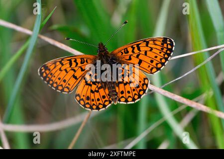 Kleiner Perlmutt-Schmetterling (Boloria silene) Dare Valley Country Park, Rhondda Cynon TAF, Wales, Großbritannien, Mai. Stockfoto