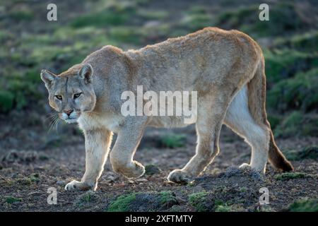 Puma geht die leicht abfallende Hebepfote hinunter Stockfoto