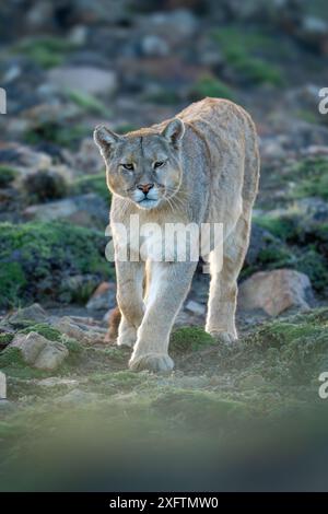 Puma geht den felsigen Hang hinunter in Richtung Kamera Stockfoto