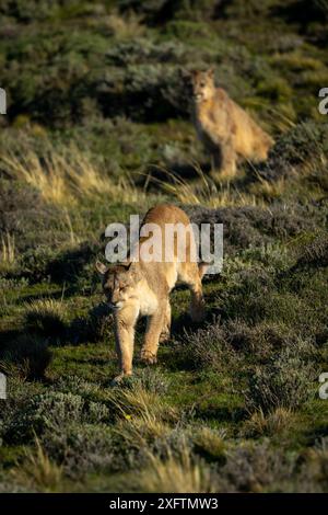 Puma geht weg von einem anderen, der sich hinsetzt Stockfoto