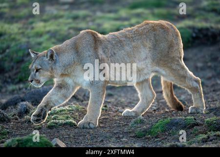 Puma geht einen sanften Hang in Buschland hinunter Stockfoto