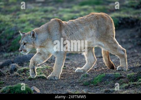 Puma läuft sanft abfallend mit dem Fuß Stockfoto