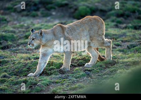 Puma geht den Hügel hinunter mit verschwommenem Vordergrund Stockfoto