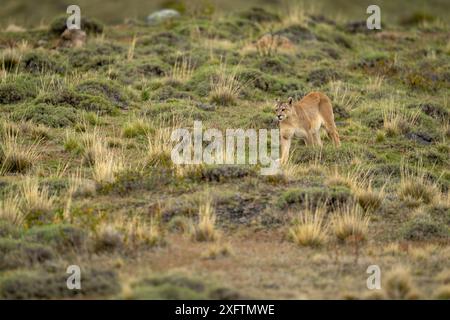 Puma geht den Hang hinunter in buschigem Buschland Stockfoto