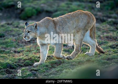 Puma geht bergab mit verschwommenem Vordergrund Stockfoto