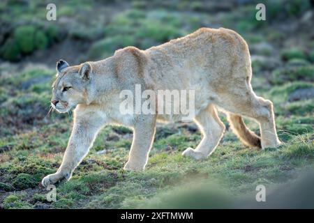 Puma geht den Hang hinunter mit verschwommenem Vordergrund Stockfoto