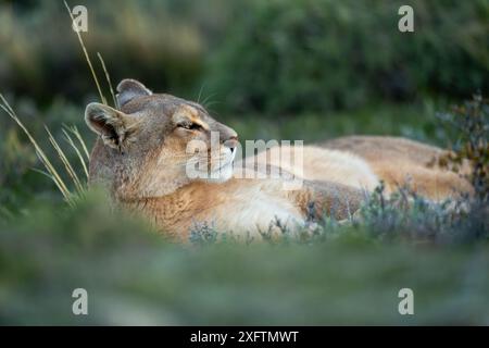 Puma mit Taschenlampe liegt schlafend zwischen Büschen Stockfoto