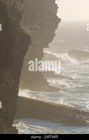 Seeklippen bei Birsay, Orkney Islands Stockfoto