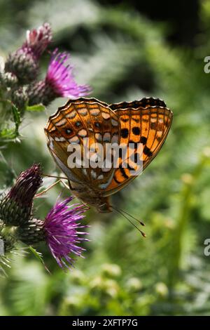 Hochbrauner Fritillary (Argynnis adippe) Schmetterling auf Distel. Ogmore Down, Wales, Großbritannien, Juli. Stockfoto