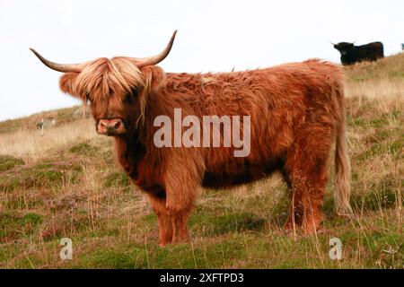 Highland Bull on Weide in Lynbreck croft, Highlands, Schottland, Großbritannien, August 2017. Stockfoto