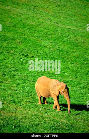 Ein kleiner Elefant (Loxodonta africana) läuft durch ein grünes Feld. Der Elefant ist braun und weiß. Das Gras ist grün und üppig. Stockfoto