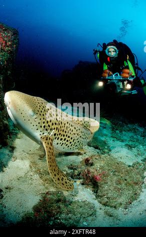 Leopardenhai und Taucher, Stegostaoma varium, Thailand, Indischer Ozean, Phuket, Similan-Inseln, Andamanensee Stockfoto