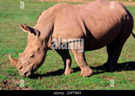 Ein weißes Nashorn (Ceratotherium simum) isst Gras auf einem Feld. Das Nashorn ist groß und hat ein Horn auf dem Kopf. Stockfoto