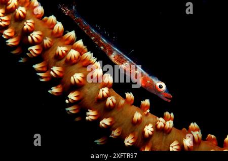 Gorgonien, Bryaninops amplus, Malediven Island, Indischer Ozean Stockfoto