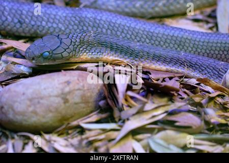 Eine Königskobra (Ophiophagus hannah), eine giftige Schlange, die in Asien endemisch ist. Stockfoto