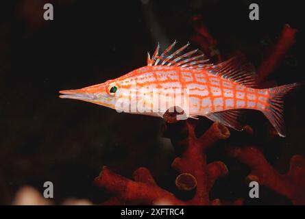 Langnasen-Habicht, Oxycirrhites Typus, Malediven Island, Indischer Ozean, Ari ATOL Stockfoto